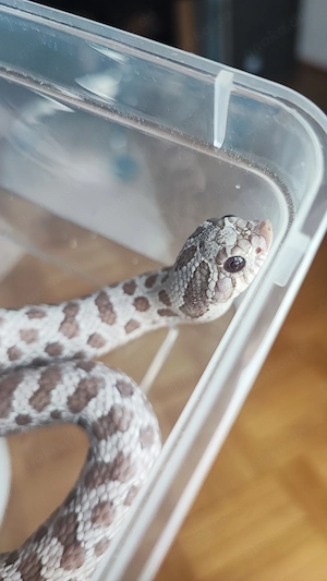 Hakennasennatter Lavender Caramel Hypo Albino Conda