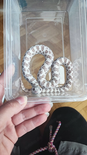 Hakennasennatter Lavender Caramel Hypo Albino Conda