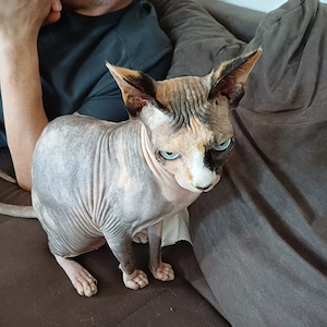 don sphynx 