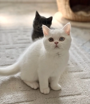 Weißes reinrassiges BKH Kitten
