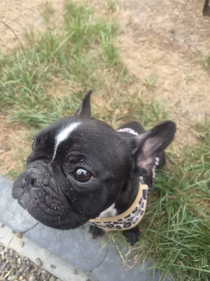 süße französische bulldogge hündin