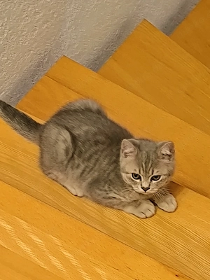 Süße BKH Kitten abgabebereit 