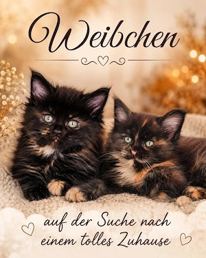 Zauberhafte Meine Coon Kitten 