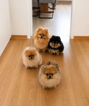 Pomeranian-Welpen zu verkaufen