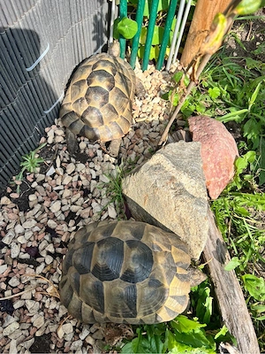 2 Maurische Landschildkröten 2017