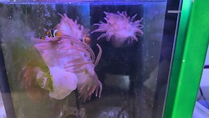 anemonen und andere korallen ableger 