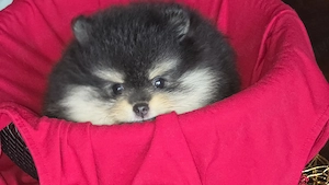 Pomeranian Welpen 