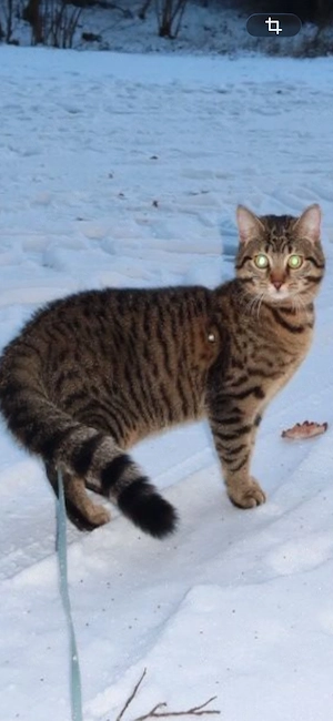 Katze sucht Zuhause Kater