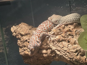 Gesucht: Tokeh-Gecko Weibchen (Gekko gecko)