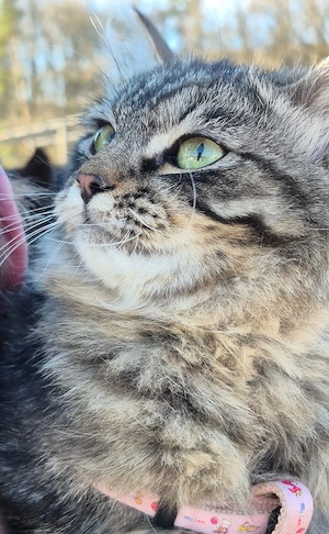 Sibirische Zuchtkatze FIFe