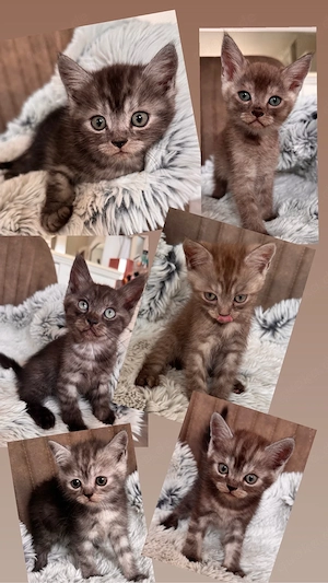BKH Kitten reinrassig 