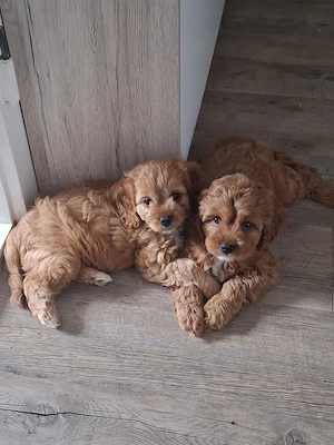 Ein kleiner Herzenshund (Cavapoo) sucht seine Familie   