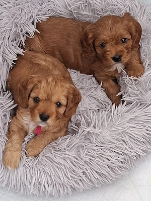 Ein kleiner Herzenshund (Cavapoo) sucht seine Familie   