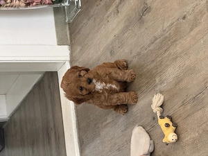 Zwei bezaubernde Cavapoo-Welpen suchen ihre ganz besonderen Menschen Bild 10