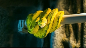 Gesucht: Morelia viridis Weibchen ab 4 Jahren