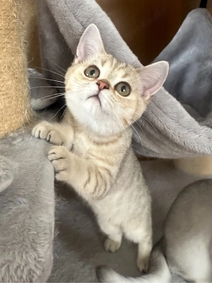 British Kurzhaar Kitten weiblich + männlich Bild 4