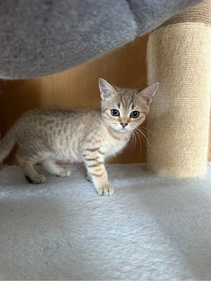British Kurzhaar Kitten weiblich + männlich Bild 7