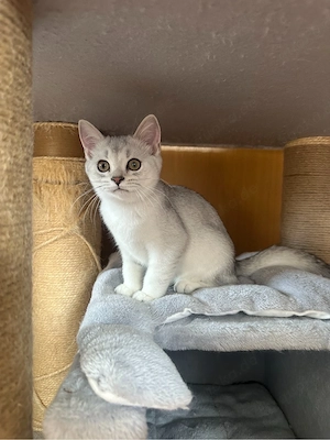 British Kurzhaar Kitten weiblich + männlich Bild 8
