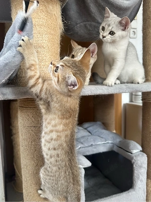 British Kurzhaar Kitten weiblich + männlich Bild 10