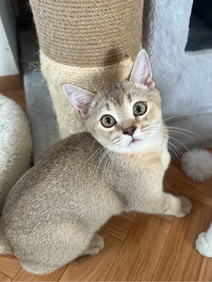 British Kurzhaar Kitten weiblich + männlich Bild 2