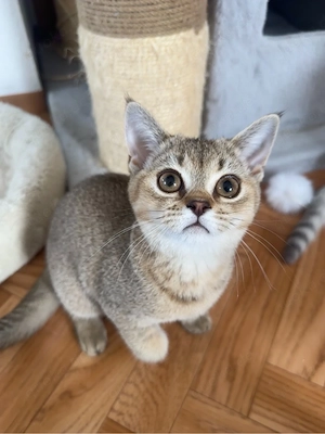 British Kurzhaar Kitten weiblich + männlich Bild 3