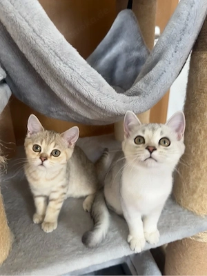 British Kurzhaar Kitten weiblich + männlich