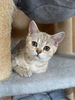 British Kurzhaar Kitten weiblich + männlich Bild 5
