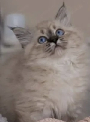4 wunderschöne reinrassige Ragdoll Kitten suchen ab sofort ihren neuen Dosenöffner mit Kratzbaum 