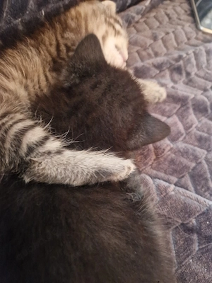 bkh kitten zum verkaufen
