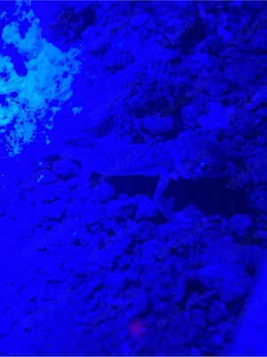 Palmatogecko, Pachydactylus Rangei Bild 2
