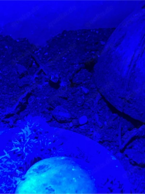 Palmatogecko, Pachydactylus Rangei Bild 3