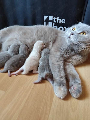 Zauberhafte BKH Kitten abgabebereit ab dem  