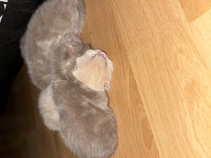 Zauberhafte BKH Kitten abgabebereit ab dem   Bild 8