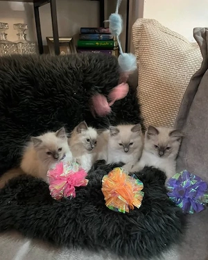 Perfekte Ragdoll-Kätzchen