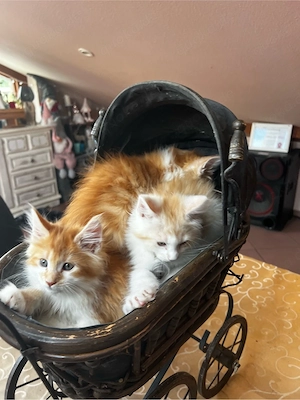 Norwegische Waldkatzen Kitten