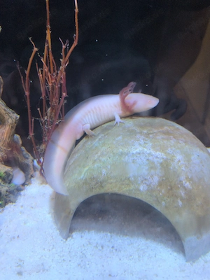 3 Axolotl mit komplettem Aquarium und Zubehör