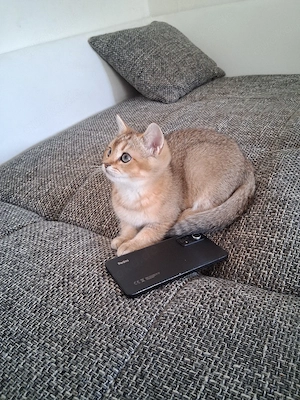 Britische Kurzhaar katzen Baby  Abgabebereit 