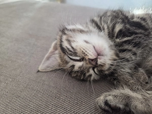 Kleine Kitten