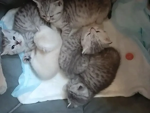 Nur noch 2 Kitten frei! BKH British Kurzhaar Silver-, black-tabby ab September abgabebereit   