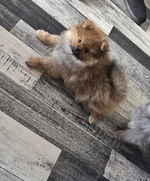 Pomeranian Zwergspitz Welpe