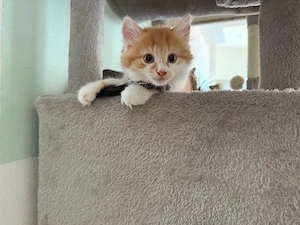 Katerchen sucht liebevolles Zuhause