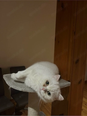 BKH Katze 