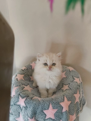 Perserkitten, Kätzchen, Kitten 