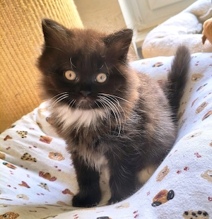 Bkh Blh Kitten Glückskitten 