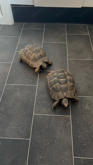 maurische landschildkröten von 2 