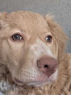 Hund Lagotto Romagnolo