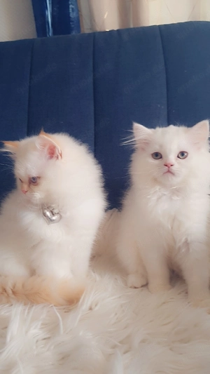 Katzen zu verkaufen