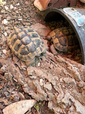 grieschiche landschildkröten 