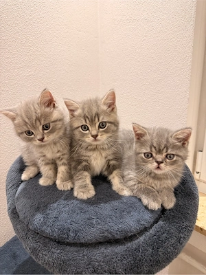 Bkh Kitten Tabby 3 Kater zu verkaufen