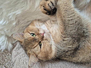 Britisch kurzhaar kater